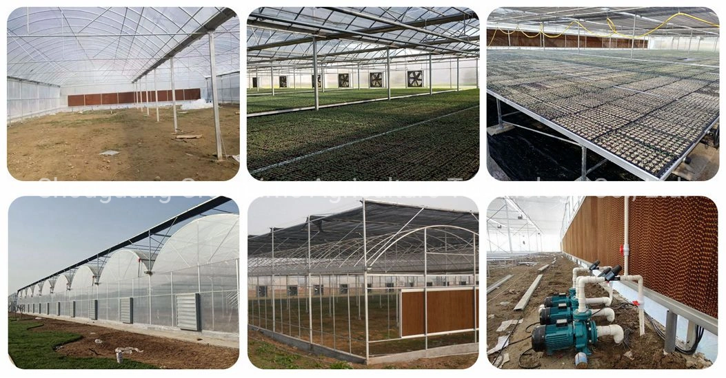 China Supplier Multi Span Film Greenhouse with Cooling/ Shading/Irrigation