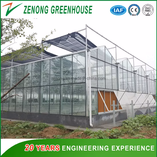 Les serres fabriquent des serres en verre multi-envergure pour tomate, fraise, fleur, refroidissement, système d'irrigation et de culture