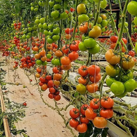 Meilleurs accessoires de serre agricole pour l'agriculture hydroponique verticale Superfarm