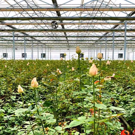 Serre à film Po connectée à gouttière avec coussin de refroidissement par évaporation pour rose/tulipe/tomate/pois